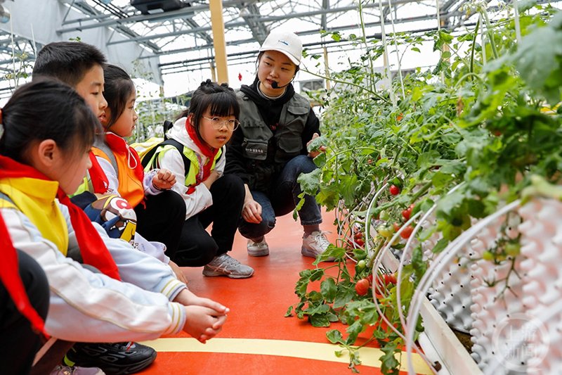 无土栽培:选购指南