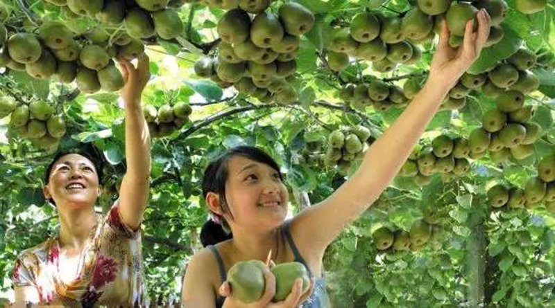 七彩樱桃番茄:现代农业科技的璀璨明珠