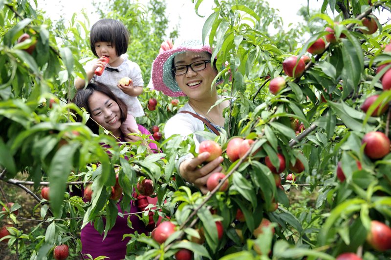 现代农业潮:无土栽培引领种植新风尚