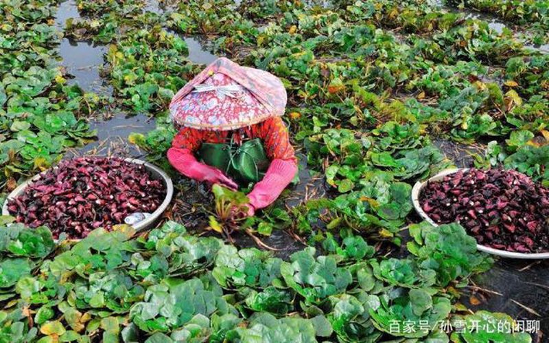 七彩樱桃番茄：色彩与营养的完美融合