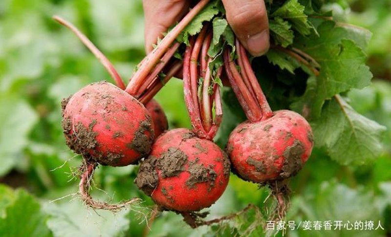特菜种植